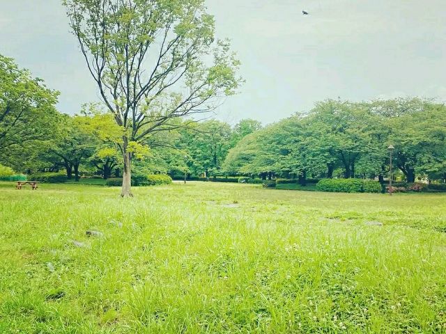 Sarue-onshi Park – A Serene Retreat in Tokyo