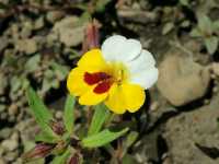 Faith on the Frontier: Walk the Mormon Trail