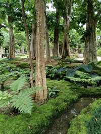 Changthong Heritage Park – A Living Museum of Ancient Trees in Chiang Mai