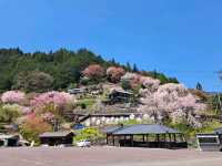 Secret Sakura Spot