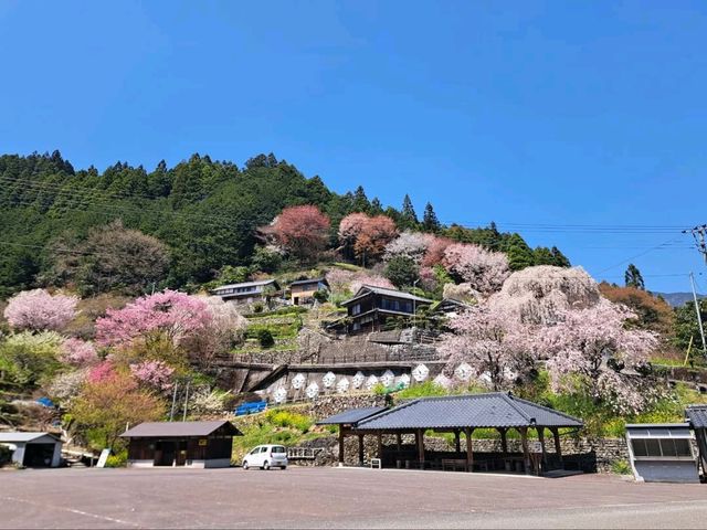 Secret Sakura Spot