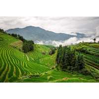 Nature’s Green Rollercoaster