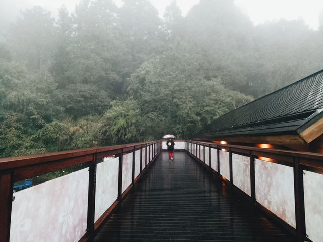 เดินเล่นในวันฝนตกที่อาลีซาน ไต้หวัน 🌧️☔️