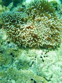 ニモに会える海、シミランで夢のようなシュノーケル体験を🐠🌊🎒