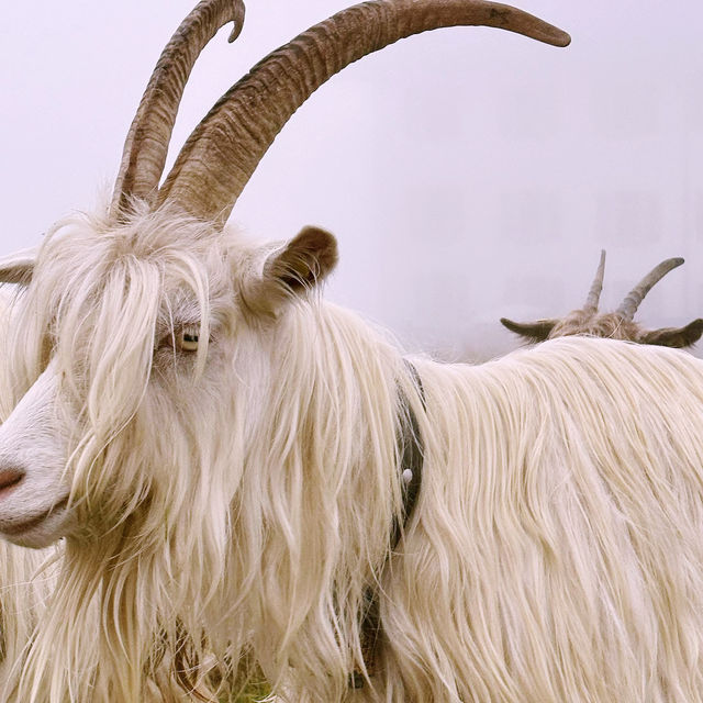 🐑🌄 Valais Sheep Farm Visit: Alpine Pastures, Woolly Friends & Swiss Cheese!