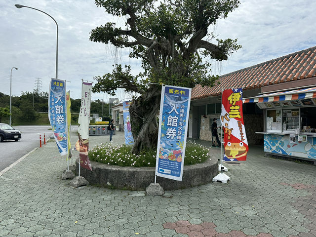 【お得に美ら海水族館へ行こう｜伊芸SAで前売りチケット販売中】