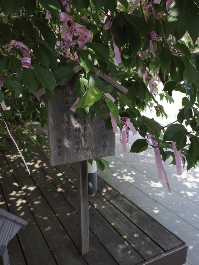 🌸⛩️**【桜神宮｜東京・世田谷】