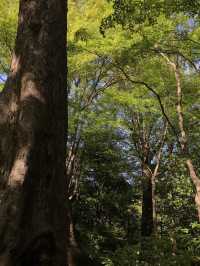 【両国　相撲と公園のまち歩き　東京都墨田区】