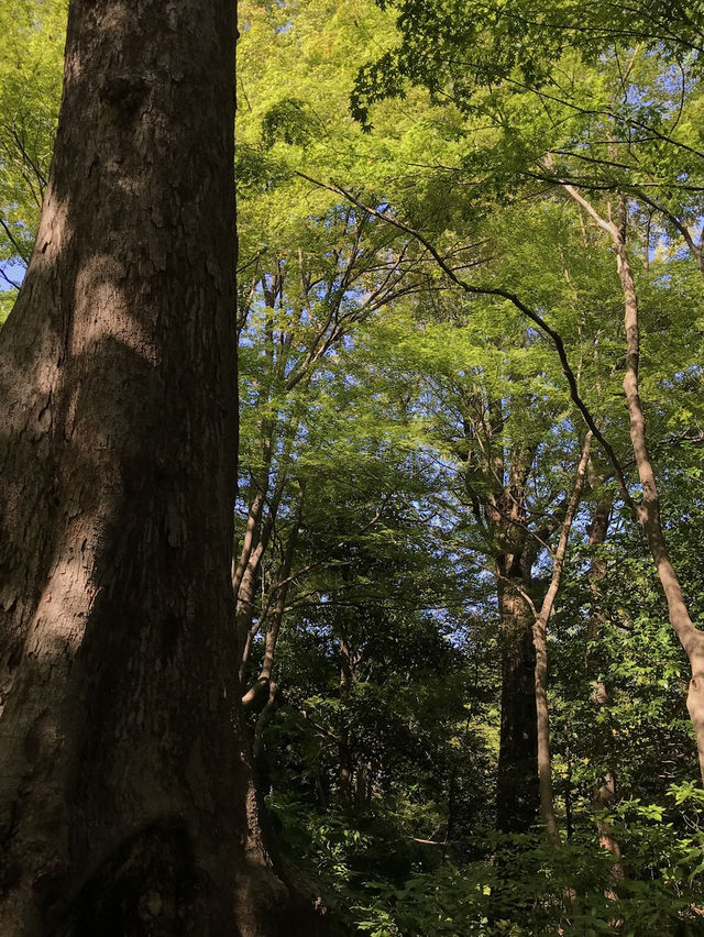 【両国　相撲と公園のまち歩き　東京都墨田区】