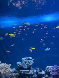 🐧【池袋 サンシャイン水族館】空に浮かぶ水族館で、日常をふわっと離れて。 