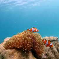 Bangkok Escape: Discover Koh Samae San! 🏝️