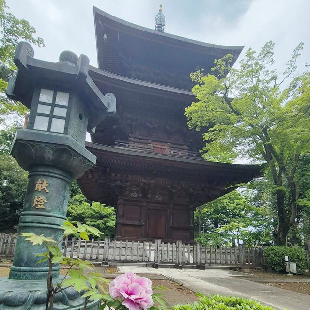Lucky Cats and Quiet Paths: The Charm of Gotokuji Temple 🇯🇵