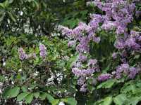 花と植物の楽園、スリナーク・クアンカン植物園で自然の美しさを満喫しよう！🌸🌿