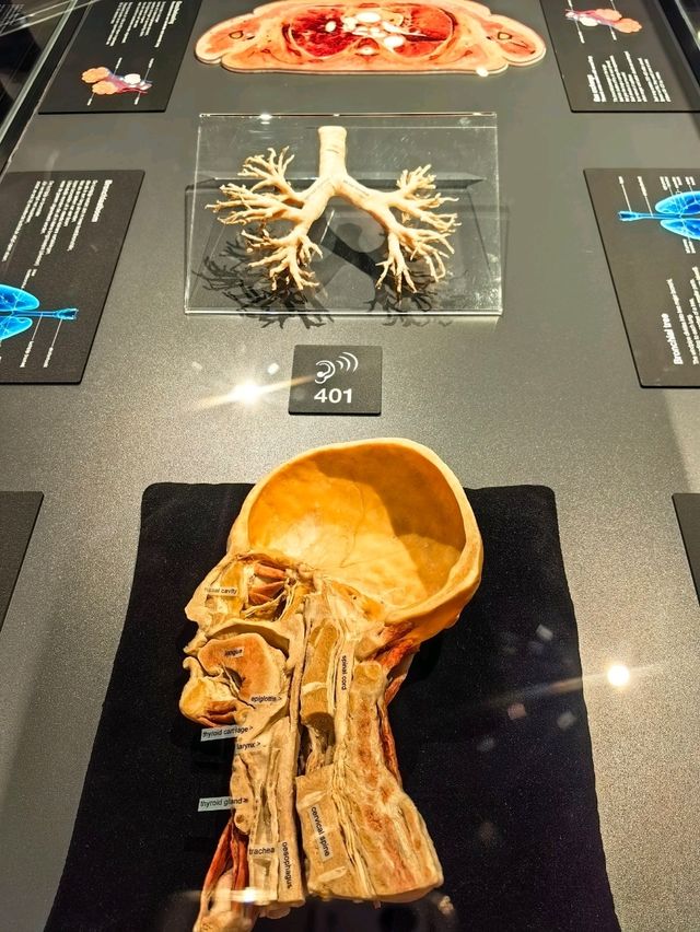 醫科生必去的人體奧妙展@Amsterdam 