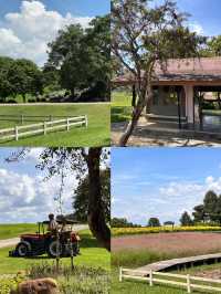 Singha Park, Chiangrai