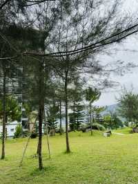 Coffee Under the Pines at The Qiū 