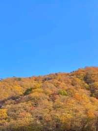 Peaceful Peaks & Forest Feels