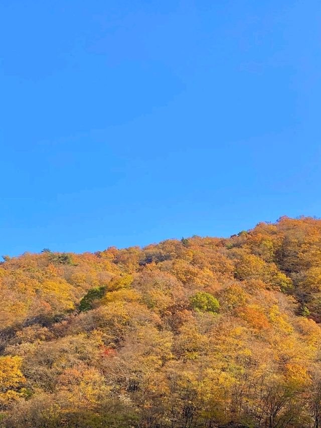 Peaceful Peaks & Forest Feels