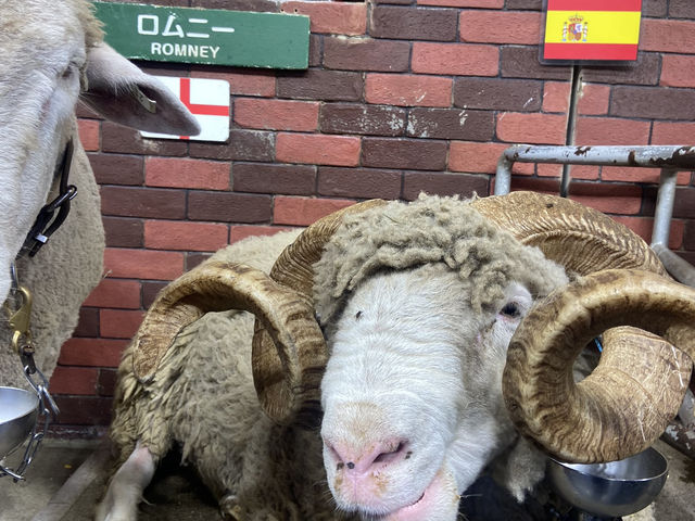 【牧場】千葉ドライブならやっぱここでしょ🐄🐏🪿