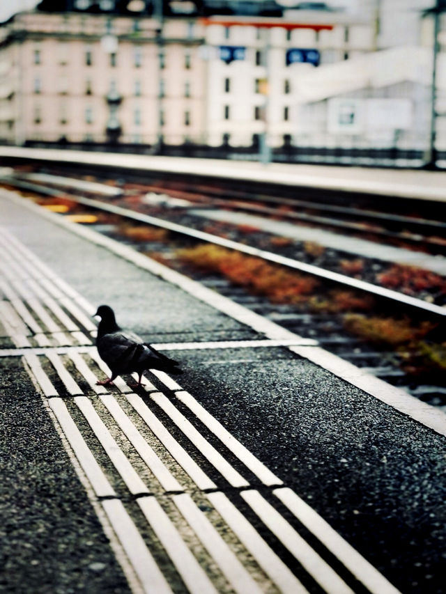 Swiss Summer by Rail: Geneva to Interlaken Journey