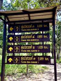 อุทยานแห่งชาติไทรทอง ทุ่งบัวสวรรค์