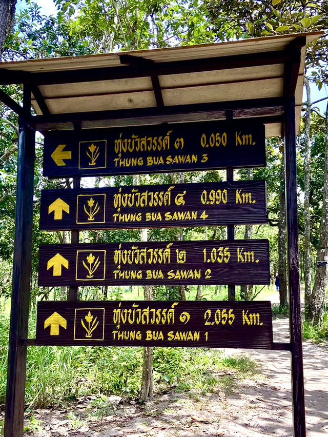 อุทยานแห่งชาติไทรทอง ทุ่งบัวสวรรค์
