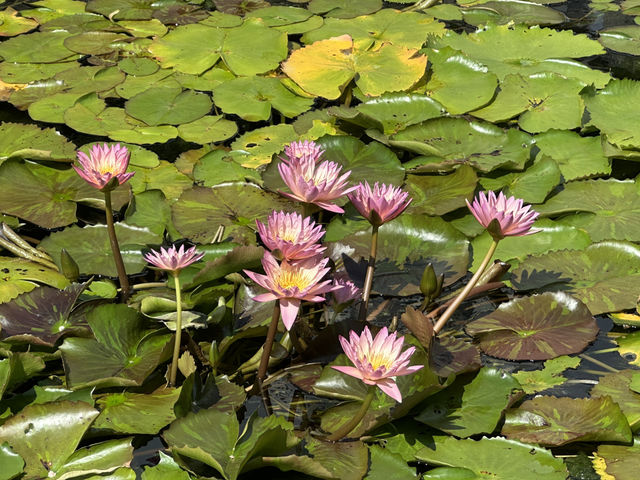 香港好去處 | 賞花 | 志蓮淨苑 | 蓮花