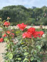 花に癒される！季節の花畑͛💠有名な観光地は？