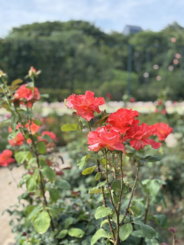 花に癒される！季節の花畑͛💠有名な観光地は？