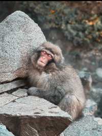 🐒長野・地獄谷野猿公苑｜温泉に浸かるサルたちの癒しスポット