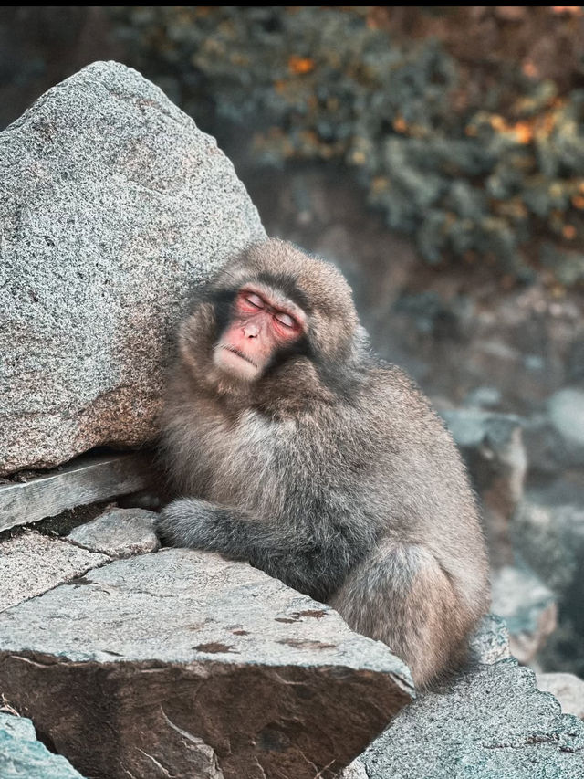 🐒長野・地獄谷野猿公苑｜温泉に浸かるサルたちの癒しスポット