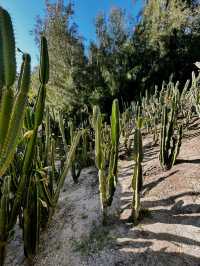 📸 Cactus Dreams: Xiamen’s Most Instagrammable Garden