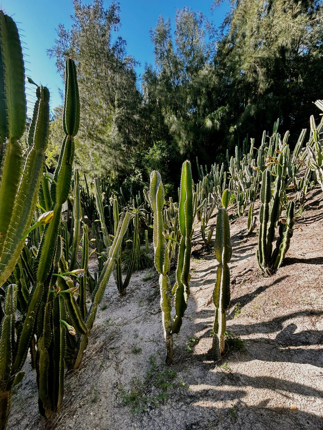 📸 Cactus Dreams: Xiamen’s Most Instagrammable Garden