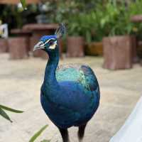 Colorful Birds, but Not Worth the Price – Be Careful with Kids!