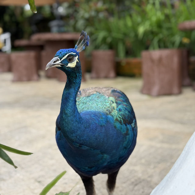 Colorful Birds, but Not Worth the Price – Be Careful with Kids!