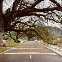 Taman Tasik Taiping: A Misty Summer Morning in Malaysia’s Oldest Garden
