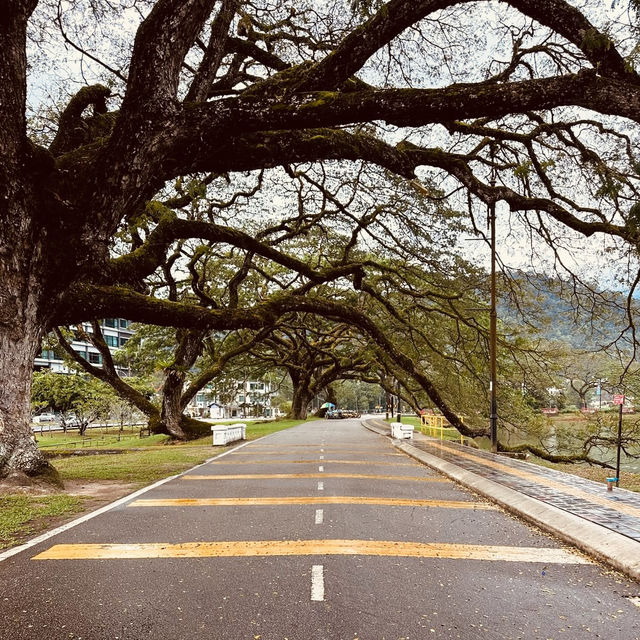 Taman Tasik Taiping: A Misty Summer Morning in Malaysia’s Oldest Garden