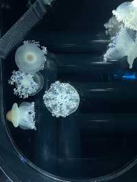 Sumida Aquarium🐠
