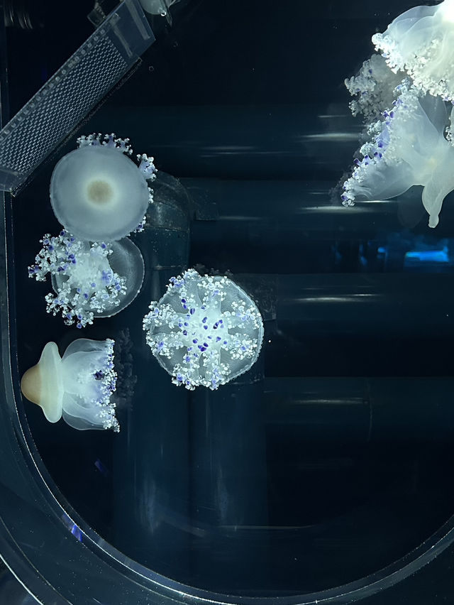 Sumida Aquarium🐠