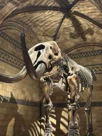 Walking With Dinosaurs At London’s Natural History Museum 