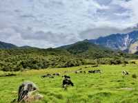 Sabah’s Little New Zealand: A Morning at Desa Cattle Dairy Farm