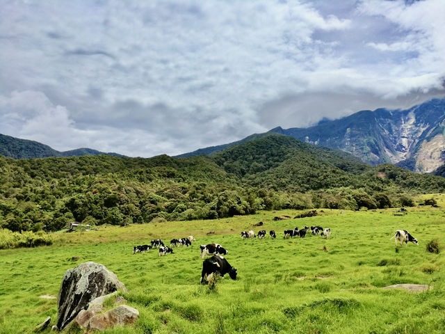 Sabah’s Little New Zealand: A Morning at Desa Cattle Dairy Farm