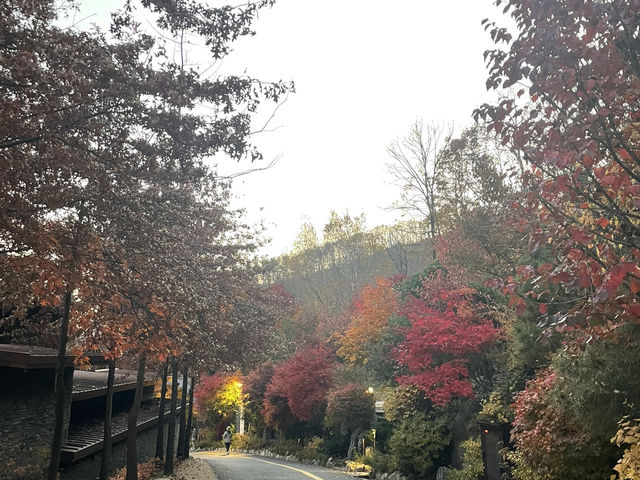 제천 리솜 포레스트