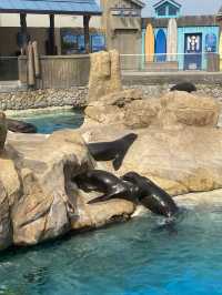 🌊🐬 SeaWorld San Antonio สนุก ครบ จบที่เดียว