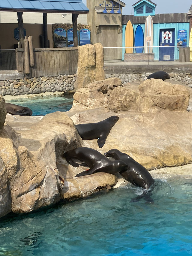 🌊🐬 SeaWorld San Antonio สนุก ครบ จบที่เดียว