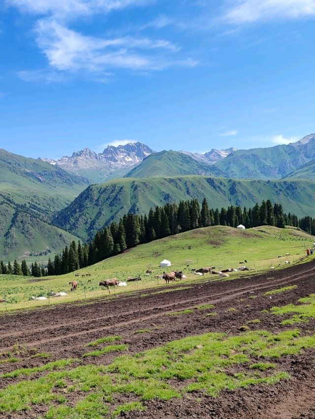 A Memorable Return Journey from Fairy Lake Horseback Riding Trip