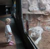 NIGHT SAFARI จ.เชียงใหม่