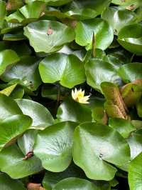“Lotus Jewel of Kunming: Cuihu’s Summer Serenity”