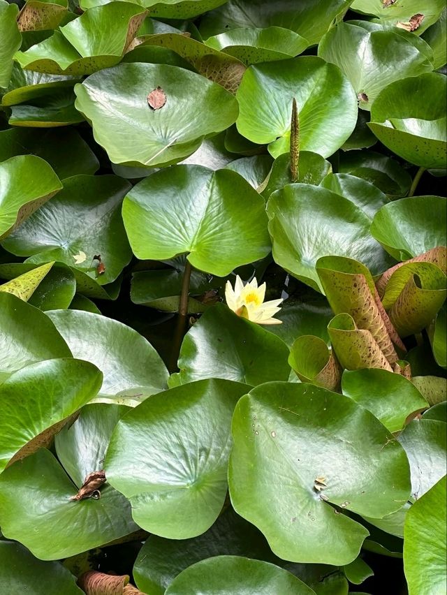 “Lotus Jewel of Kunming: Cuihu’s Summer Serenity”