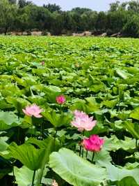 Yuanmingyuan: Beijing’s Lotus Wonderland
